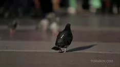 Play TWO cocks at the same time in her pussy she has never received before